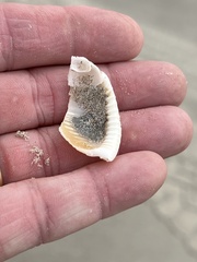 Semicassis granulata