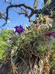 Tillandsia aeranthos