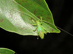 Gryllacrididae