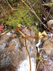 Drosera binata