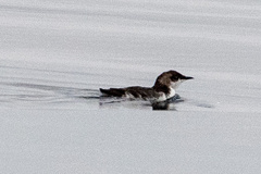 Synthliboramphus scrippsi