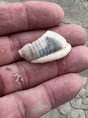 Semicassis granulata