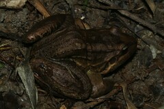 Leptodactylus latrans