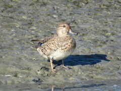 Anas crecca carolinensis