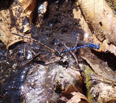 Argia vivida