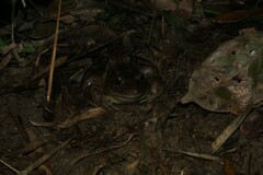 Leptodactylus latrans