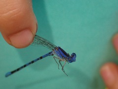 Argia vivida