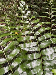 Asplenium oblongifolium