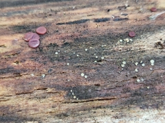 Ascocoryne sarcoides