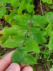 Pastinaca