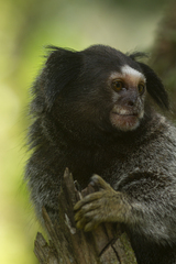 Callithrix penicillata