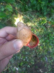 Megalobulimus oblongus