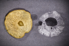 Flammulina velutipes