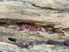 Ascocoryne sarcoides