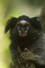 Callithrix penicillata