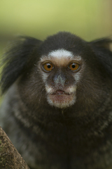 Callithrix penicillata