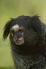 Callithrix penicillata