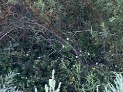 Mirabilis longiflora