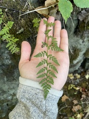 Cystopteris tenuis