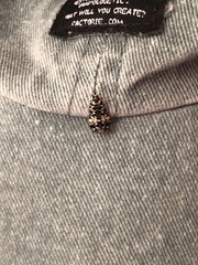 Scoparia exhibitalis