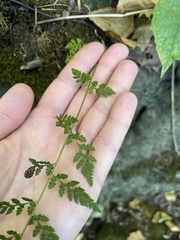 Cystopteris tenuis