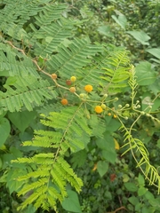 Vachellia macracantha