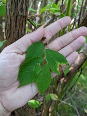Vaccinium corymbosum