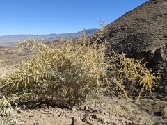 Atriplex torreyi