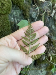 Cystopteris tenuis