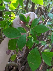 Vaccinium corymbosum