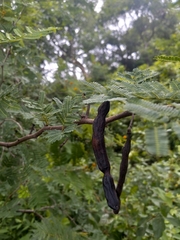 Vachellia macracantha