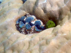 Tridacna