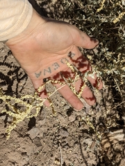 Atriplex torreyi