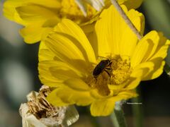 Melacoryphus lateralis