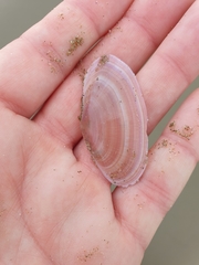 Gari lineolata