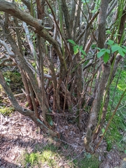 Vaccinium corymbosum