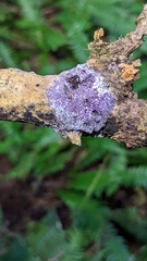 Nectriopsis violacea