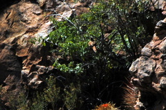 Leptasthenura fuliginiceps