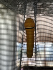 Papilio multicaudata