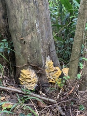 Cerrena zonata