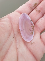 Gari lineolata