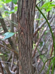 Vaccinium corymbosum