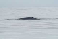 Balaenoptera musculus