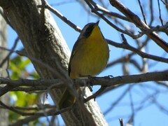 Geothlypis trichas sinuosa