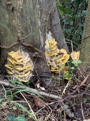 Cerrena zonata