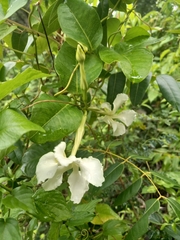 Echites umbellatus