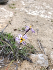 Leucocoryne appendiculata