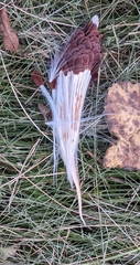 Asclepiadoideae