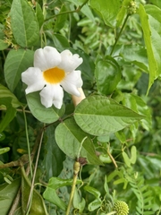 Rhabdadenia biflora