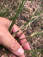 Austrostipa ramosissima